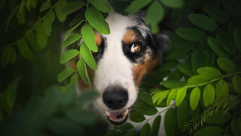 Foods Dogs Cannot Eat