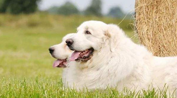 What are the disadvantages of the Great Pyrenees