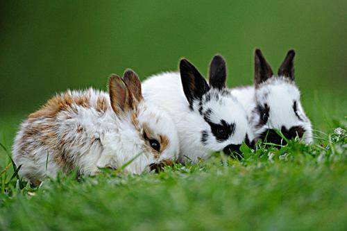 Keep pet rabbits