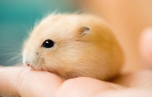 Do hamsters recognize their owners