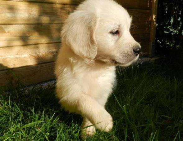 What kind of dog food to feed your golden retriever puppy