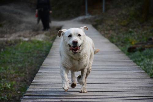 What Labrador eats