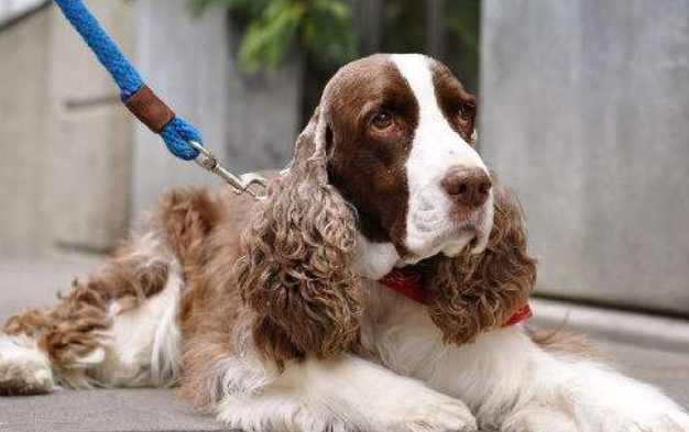 What is the best food to give a Springer Spaniel