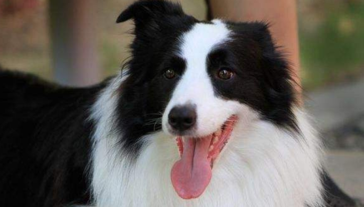 How sticky is the border collie