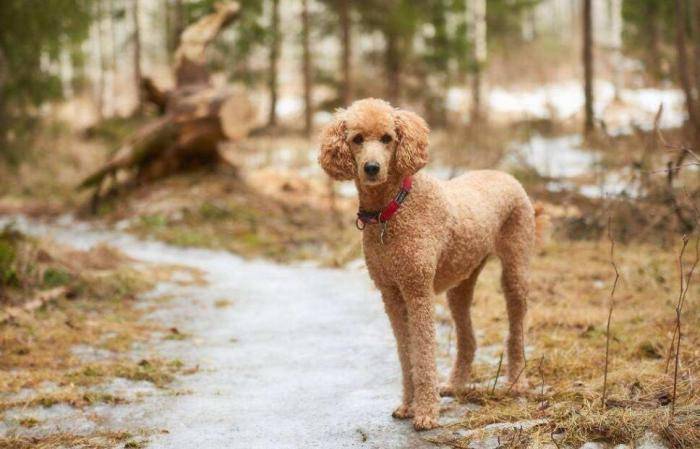 Which dog food is good for poodles