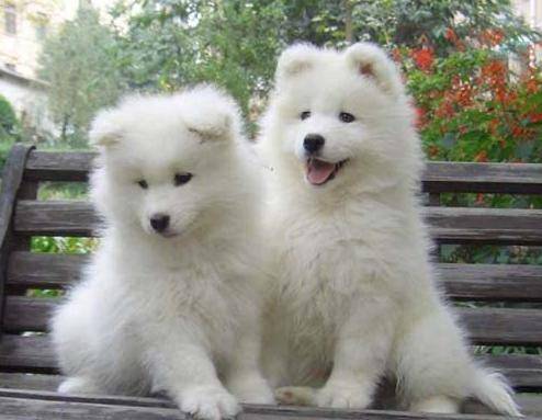 What can Samoyed eat