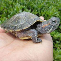 What to do if a baby Brazilian tortoise does not eat