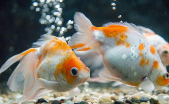 How to keep goldfish