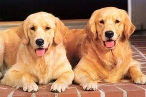 Golden Retriever in addition to dog food to eat what