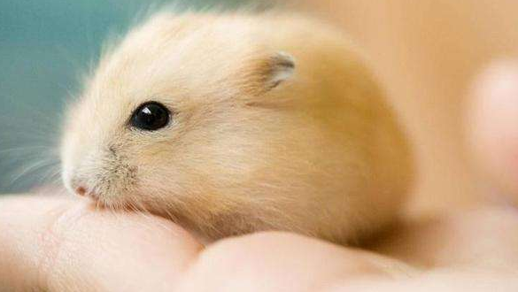 How do hamsters tell pregnancy
