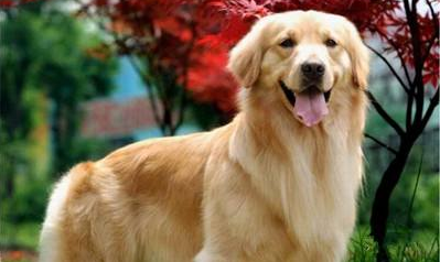 How much dog food does an adult Golden Retriever eat in a day