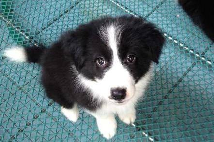 Border collie building can be kept