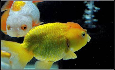 What fish do you keep in your home