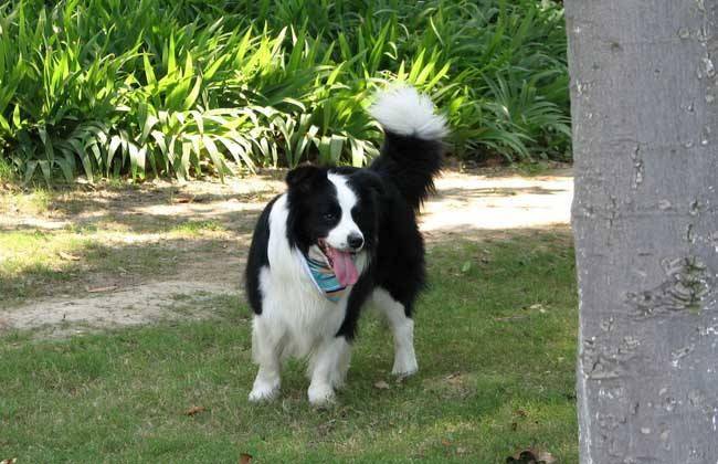 What about border Collies who are clingy