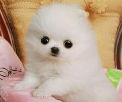 What should Pomeranian dermatosis notice