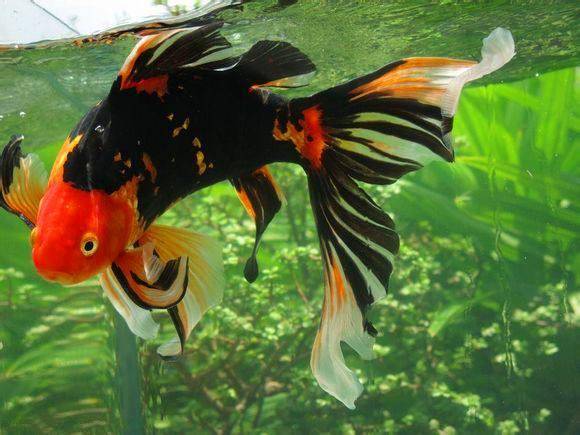 What is the best ornamental fish to raise
