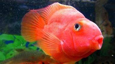 How to raise red parrot fish