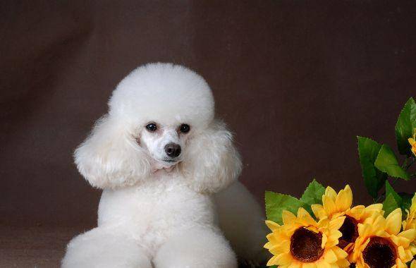 How is poodle dander treated