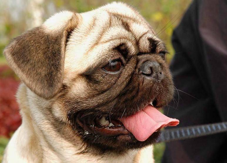 What do pugs like to eat?
