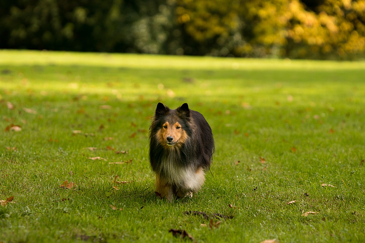 dog-sheltie-running-meadow.jpg