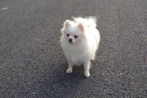 Pomeranian monkey period can shear hair