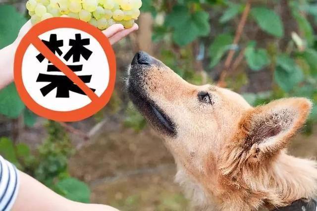 Can puppies eat grapes?