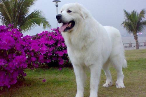 How long is the maximum lifespan of a Great Pyrenees
