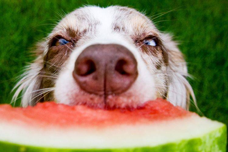 Can dogs eat watermelon