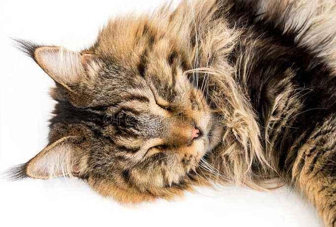 What medicine does cat gastroenteritis take