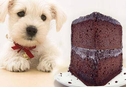 Why dogs can not eat chocolate