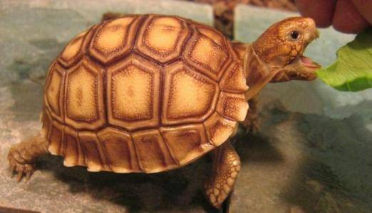 The best terrapins to keep ranked
