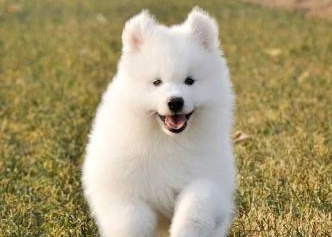 What is the best food for Samoyed