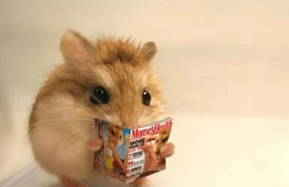 Can a hamster recognize its owner
