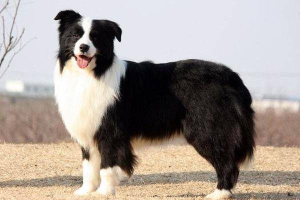 Why Border Collies are banned