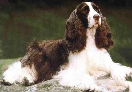 Which is better: Cocker Spaniel or Spaniel
