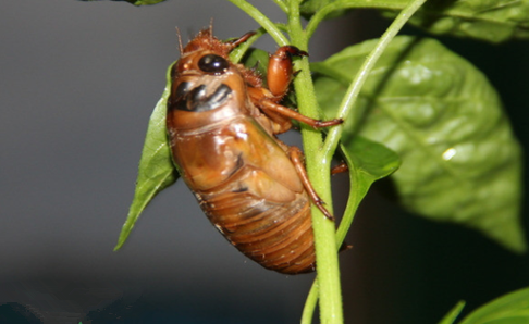 What does cicada mainly eat