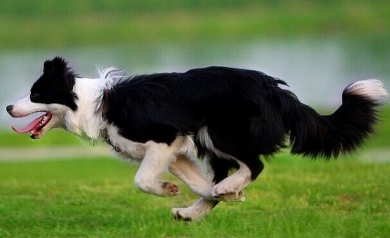 Can Border Collies eat omnivorous food?