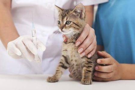 Precautions for cat vaccination