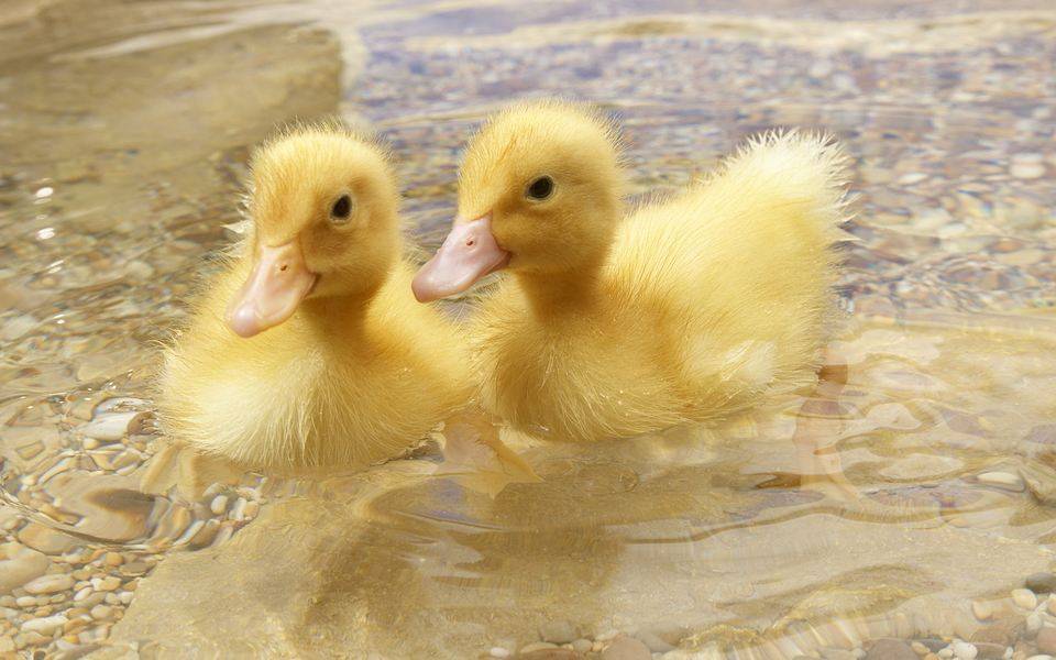 What do ducklings eat