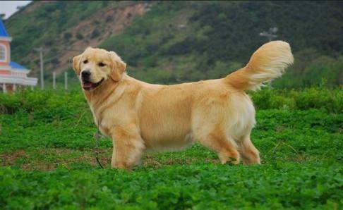 Golden Retriever Adult Dog Food