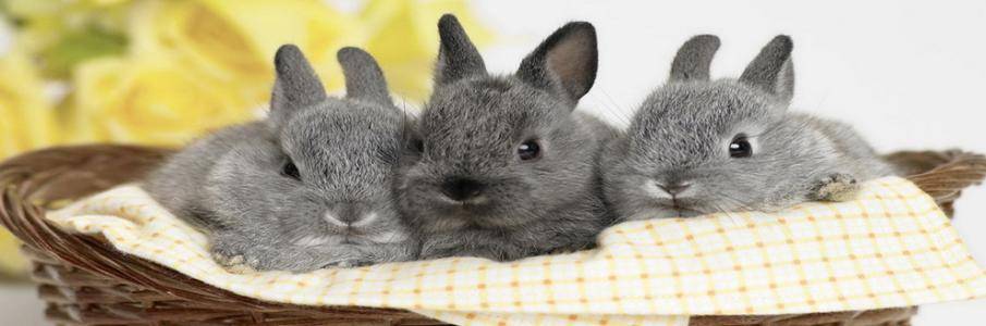 Keep pet rabbits