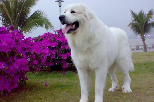 Is the Great Pyrenees aggressive?