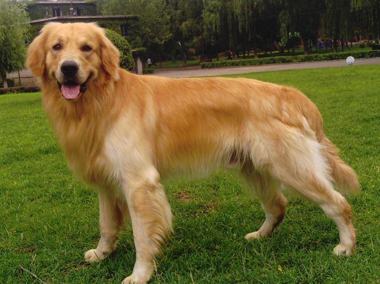 What's good for Golden Retrievers