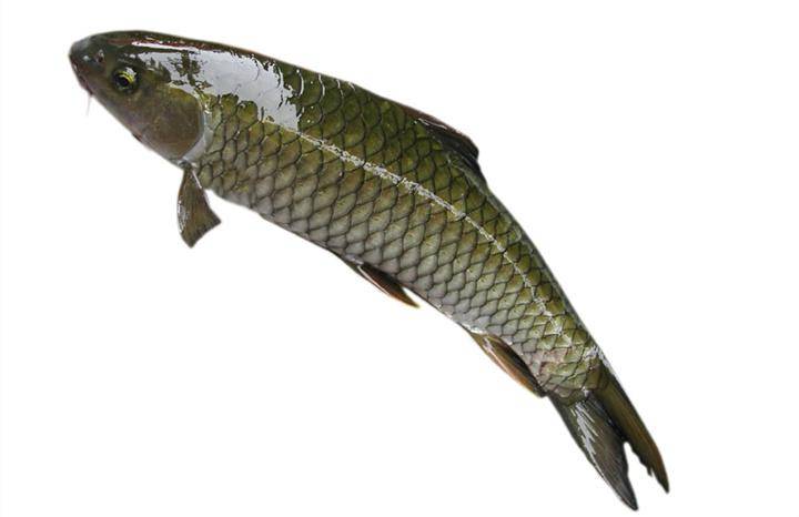 What bait does grass carp like to eat