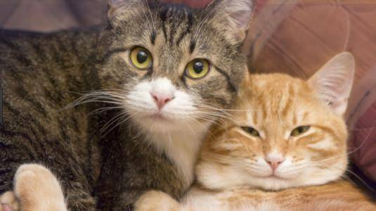What are the symptoms of cat oestrus