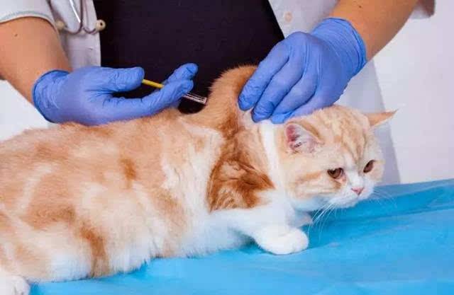 What vaccinations do cats get