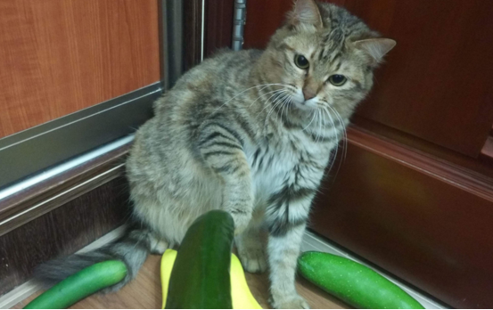 Why are cats afraid of cucumbers