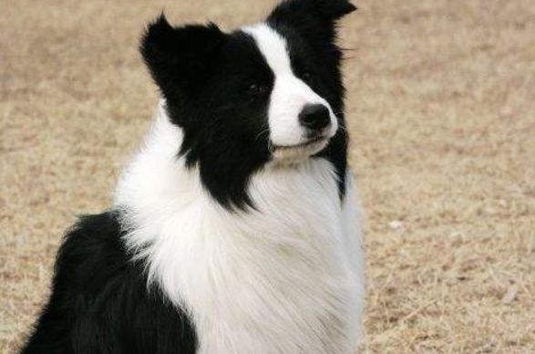 Can the Border Collie be a hunting dog