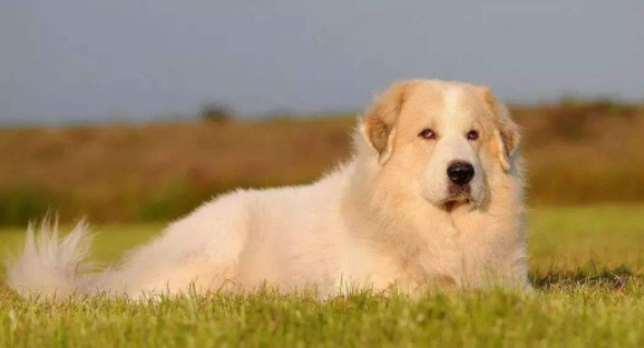 Foods the Great Pyrenees can eat
