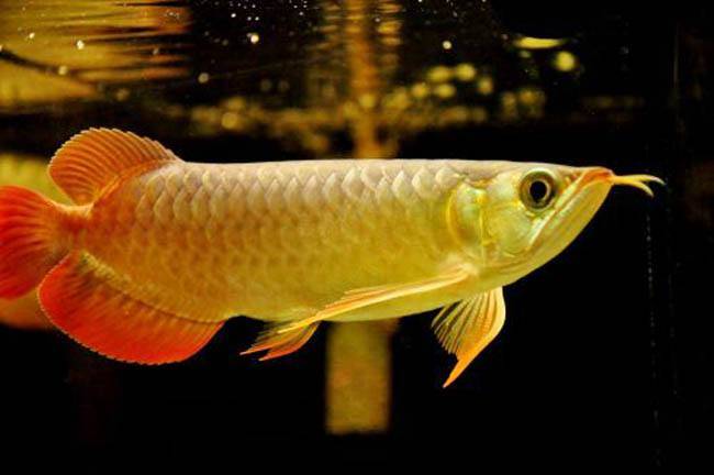 Is there anything to pay attention to in raising golden fish?